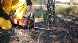 Best Tree Removal  in Kingstree, SC