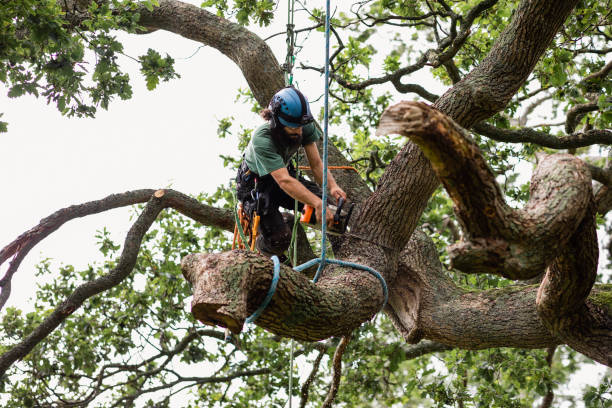 Best Tree Disease Treatment  in Kingstree, SC