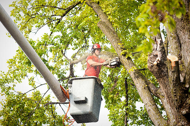 Best Commercial Tree Services  in Kingstree, SC